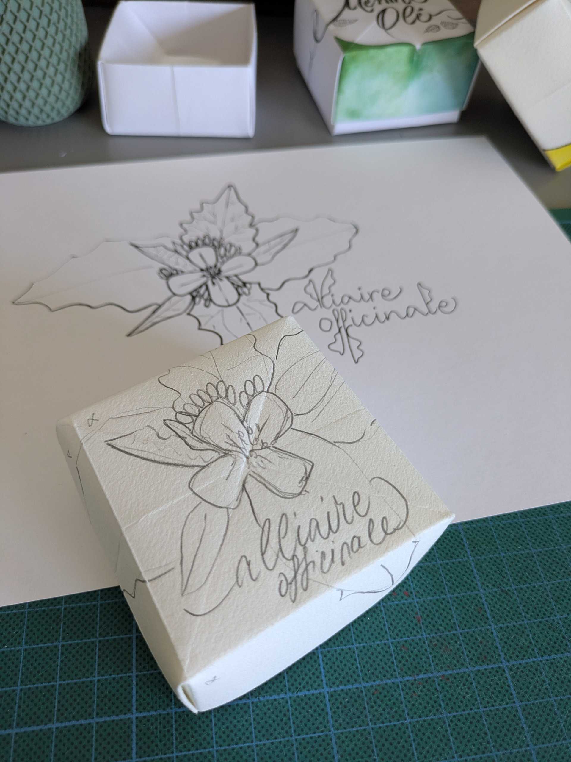 Boîte origami et dessin d'alliaire officinale, par Kahlie.