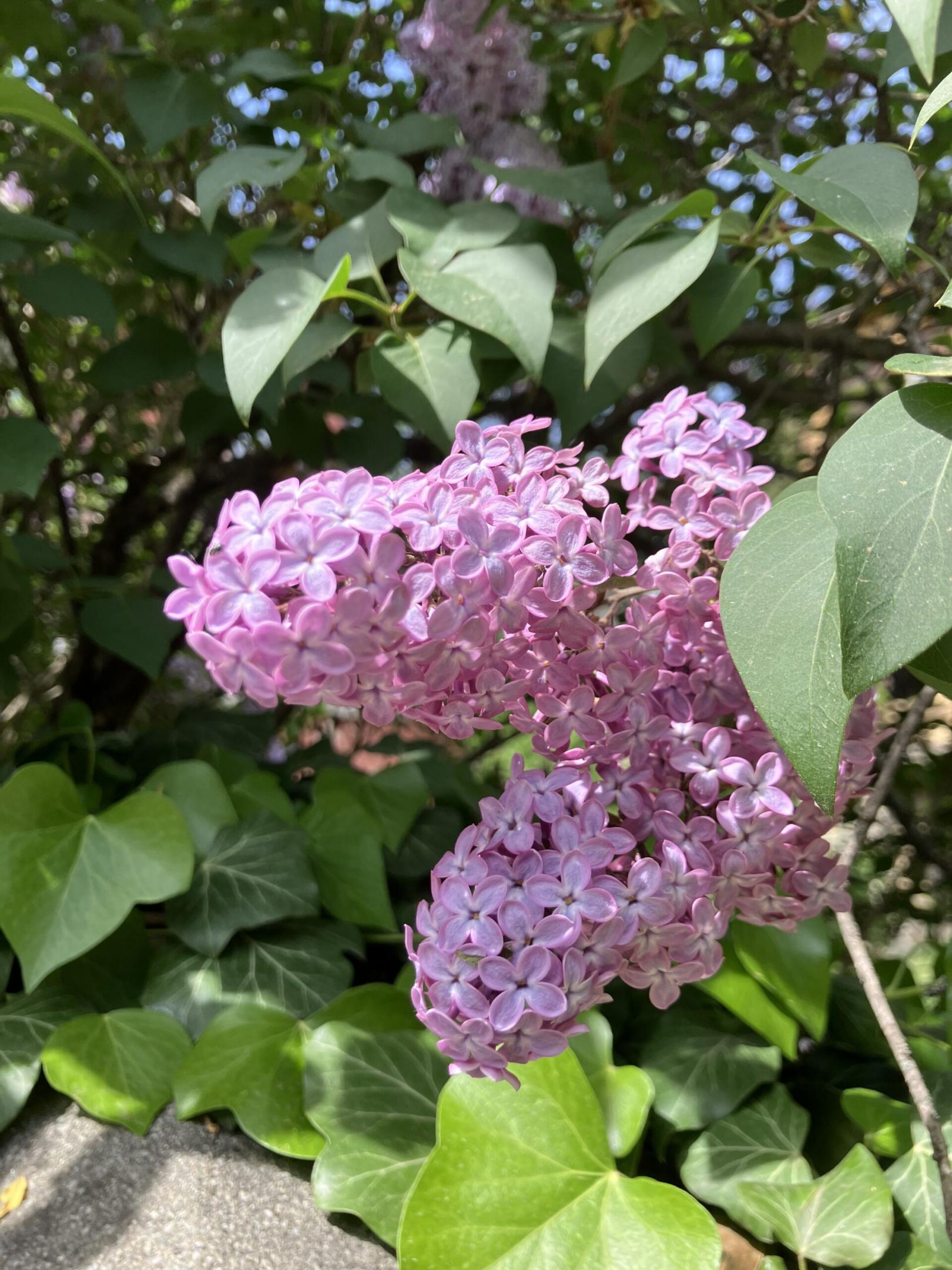 Lilas en fleur rose