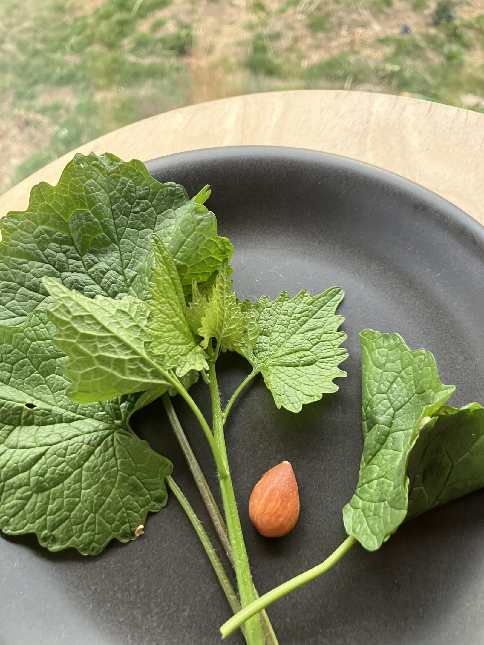Des feuilles d'alliaire officinale dans une assiette noire, avec une amande.