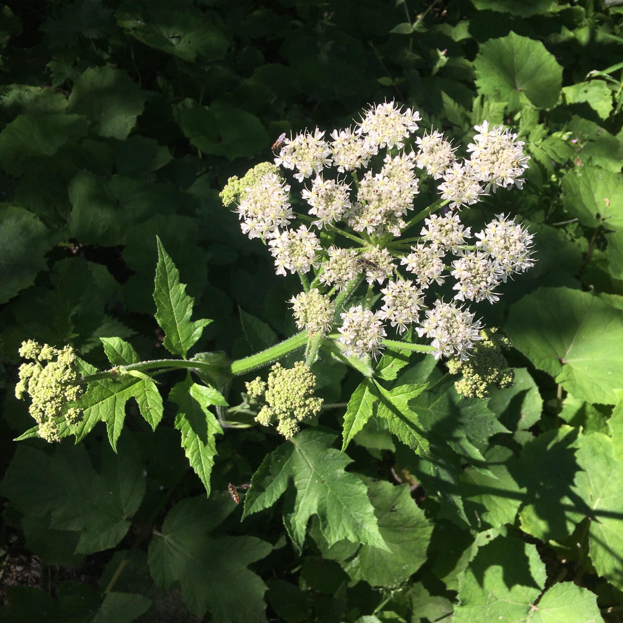Fleur de berce en clair-obscur, photographiée depuis au-dessus