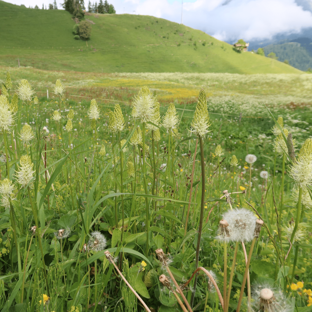Raiponces en fleurs, dans une prairie de montagne.