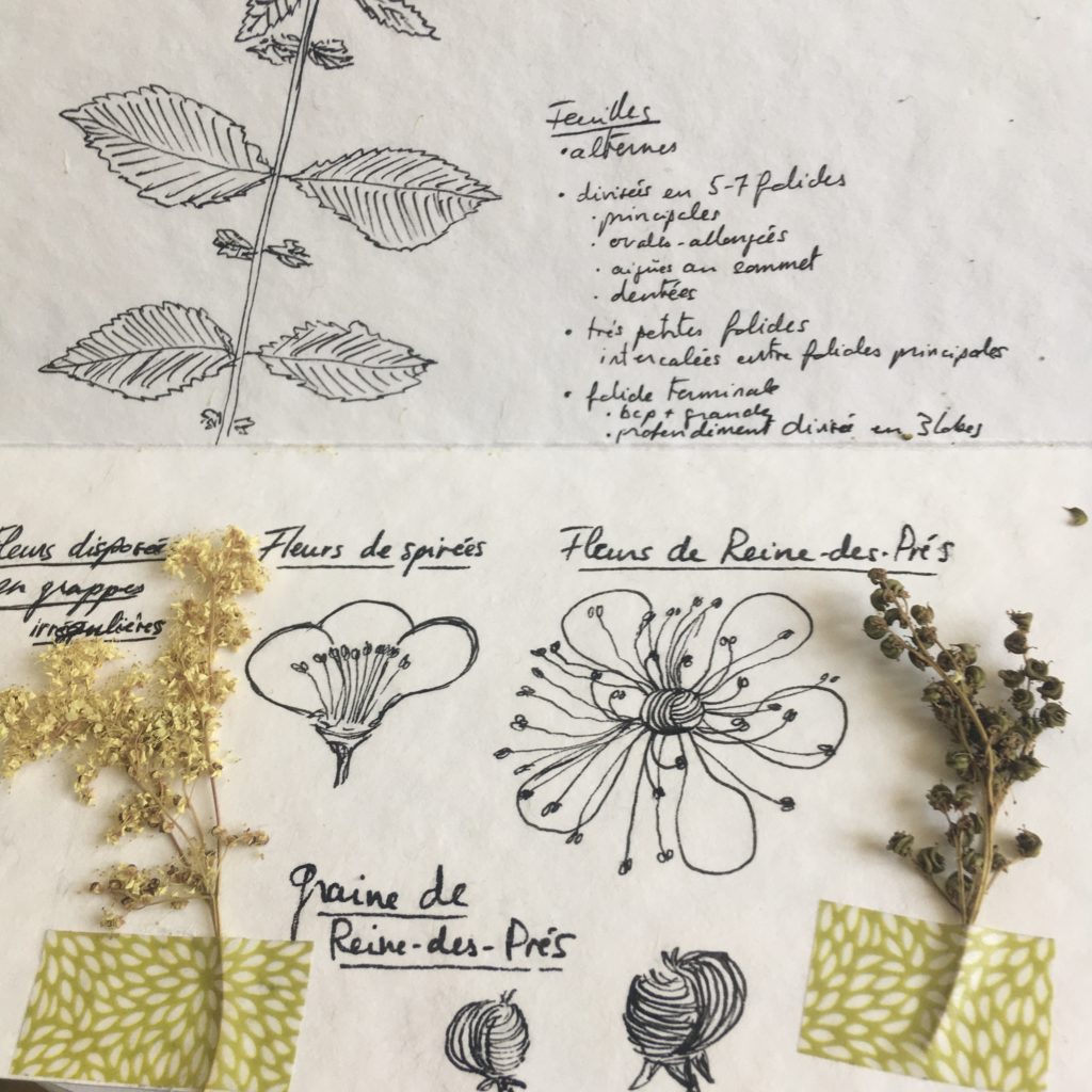 Materia Botanica Reine-des-Prés, détail