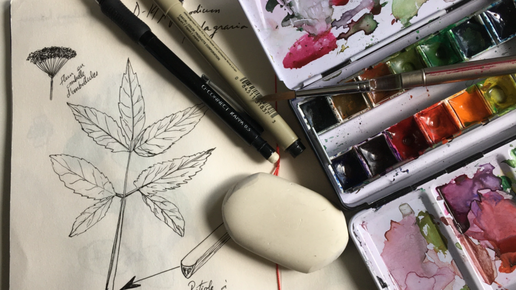 Dessin de plante sauvage (égopode) avec des stylos et une boîte d'aquarelle