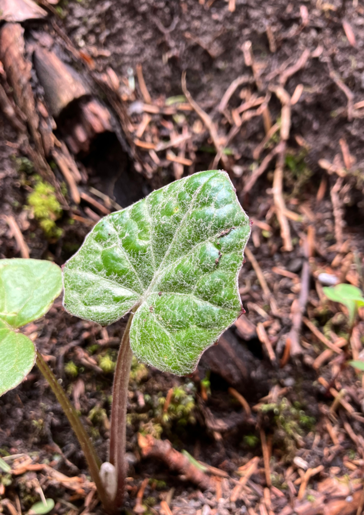 Feuille de tussilage, sur les bords du Grand Bisse d'Ayent