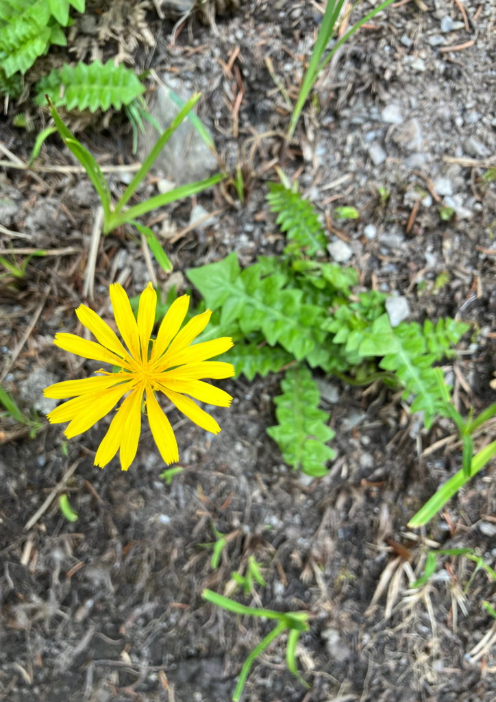 Aposeris fétide sur les bords du Grand Bisse d'Ayent