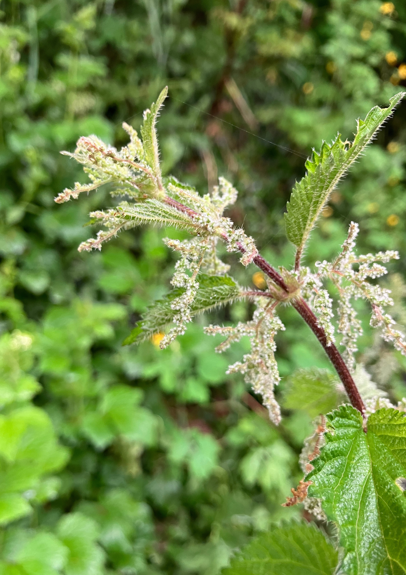 Une ortie en fleur