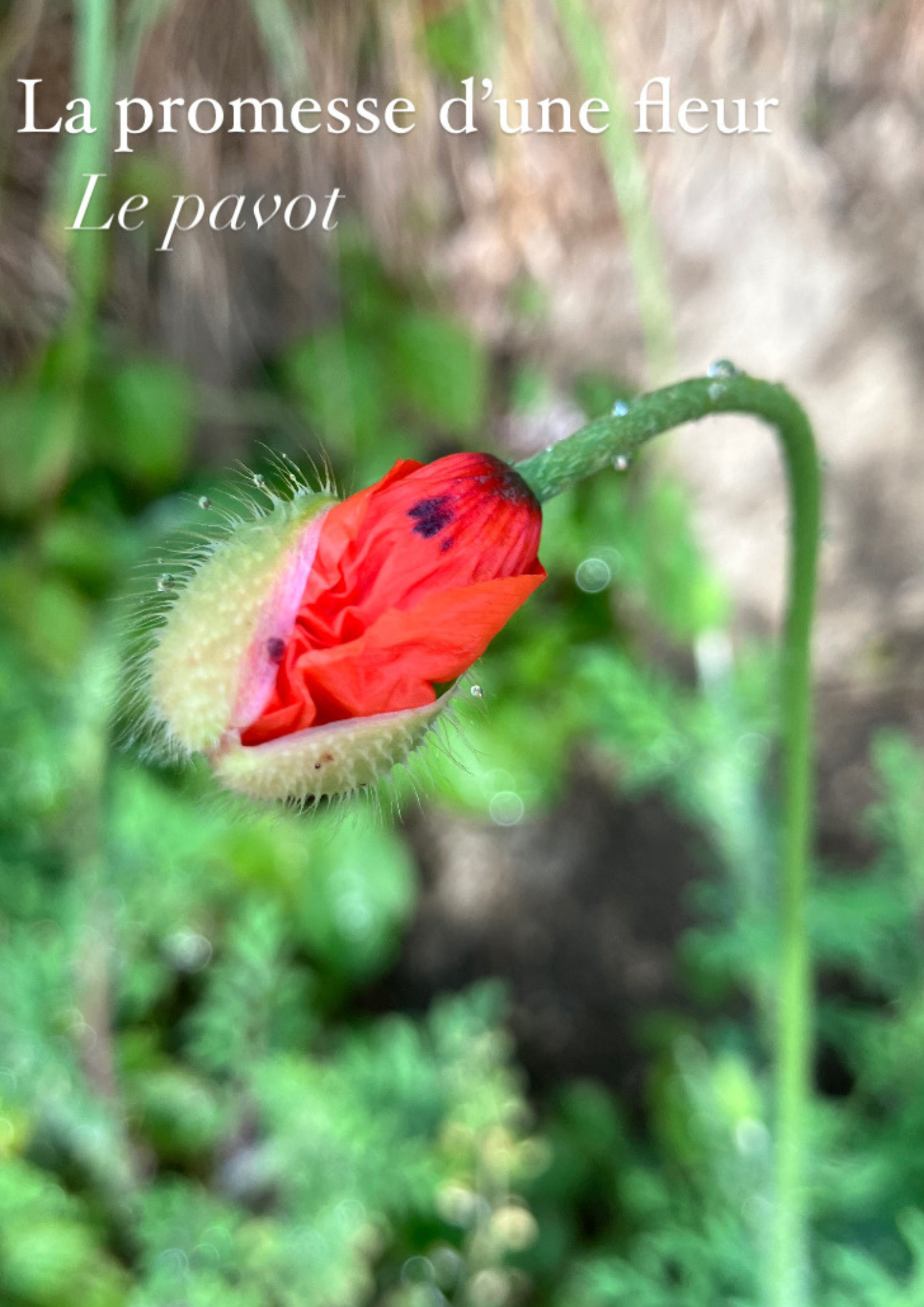 Un pavot en pleine éclosion.