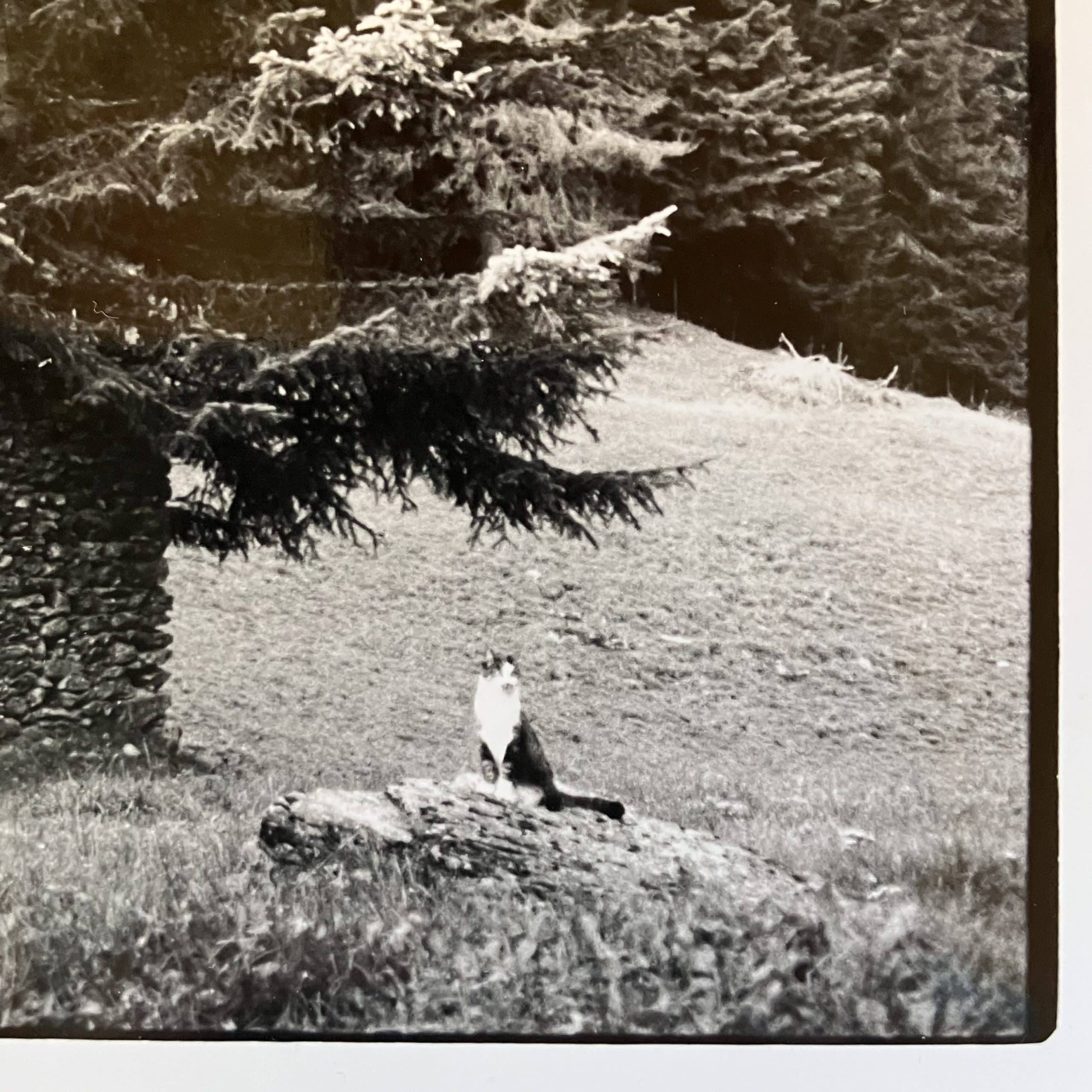 La chatte tigrée Mousette en balade dans la forêt.