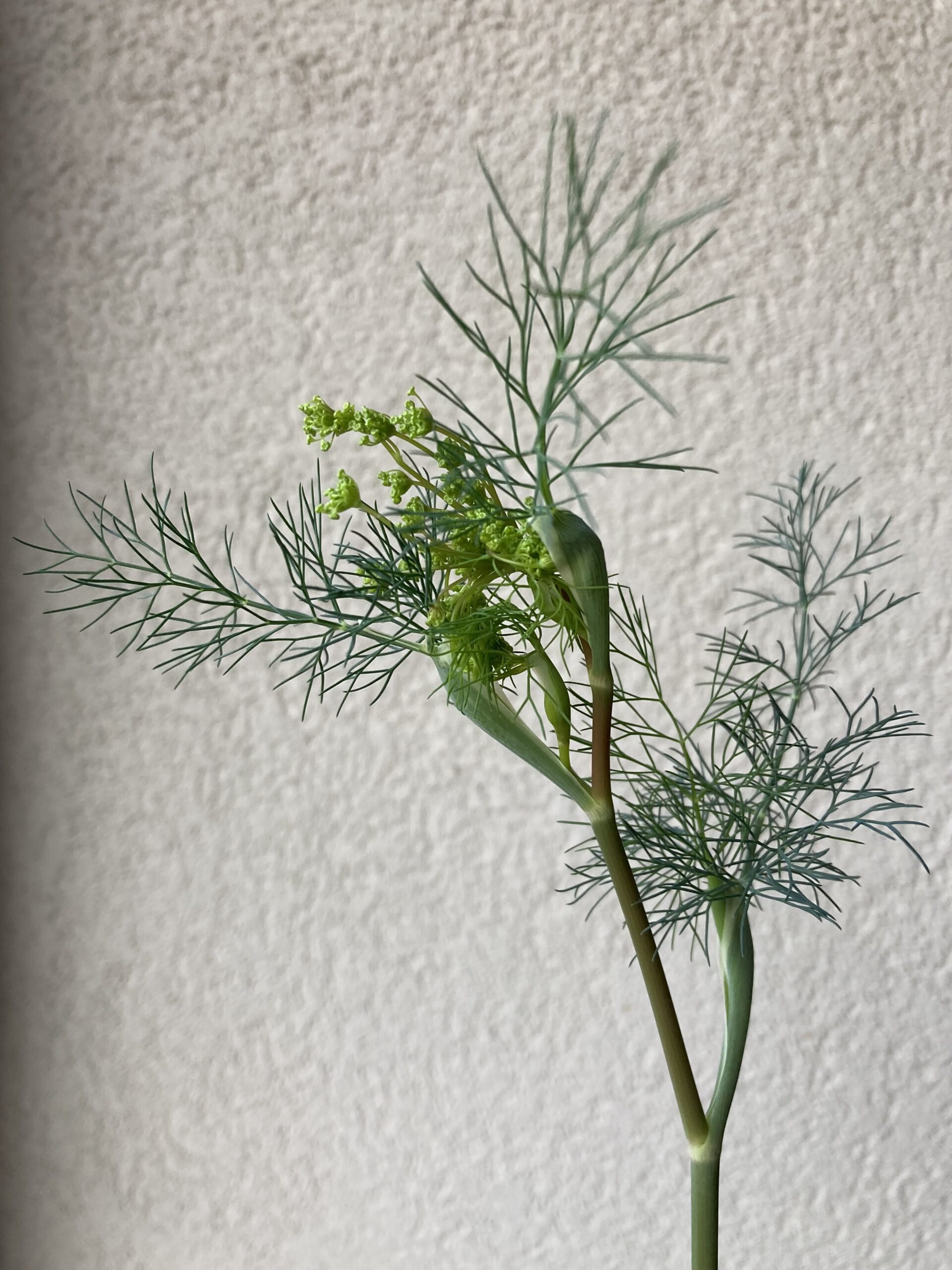 Une plante du jardin de Véronique