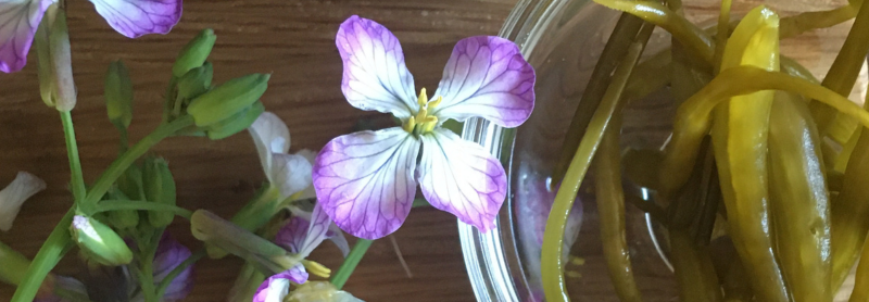Une fleur de radis serpent et un bocal de lacto-fermentation.