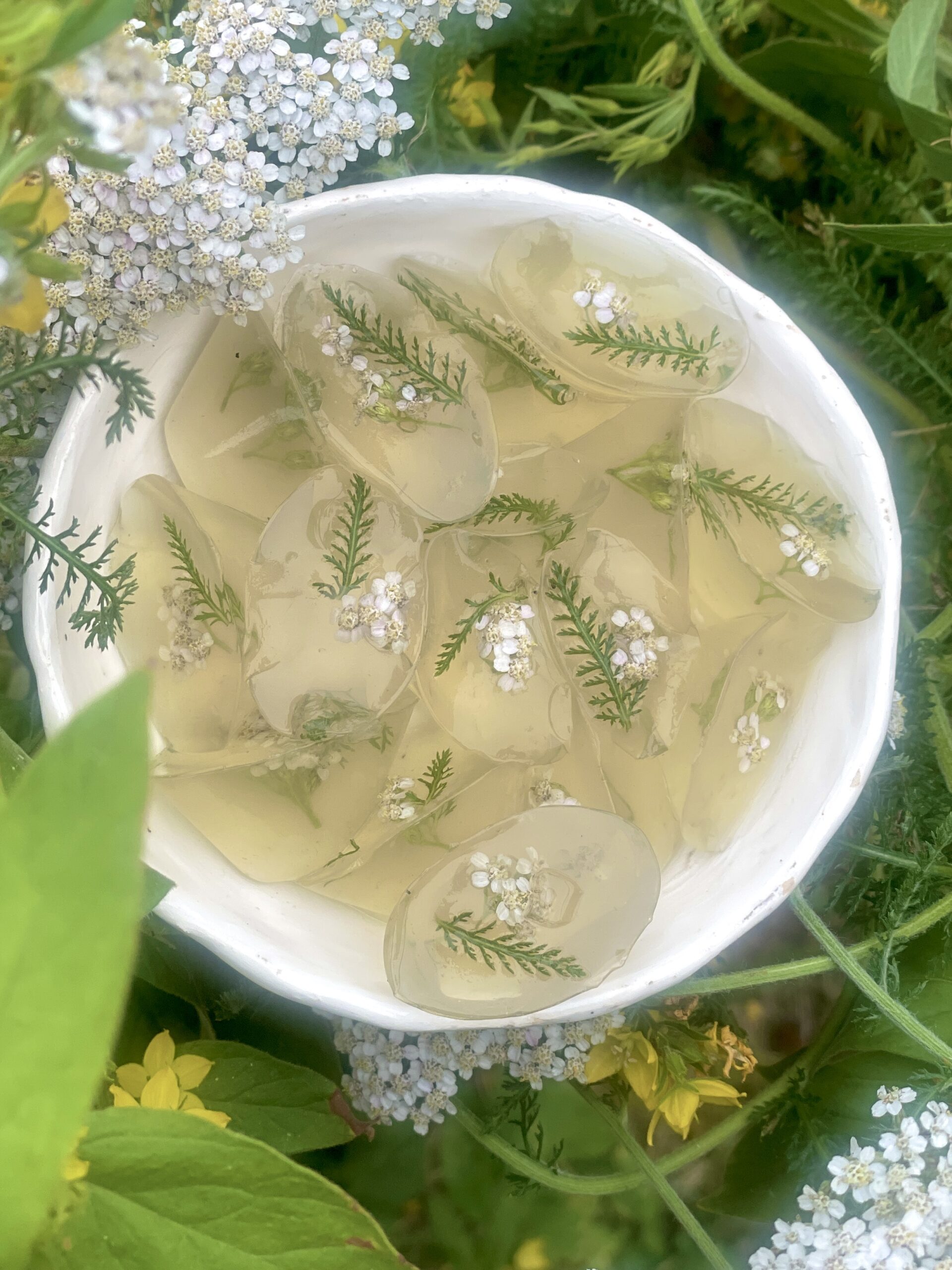 Des fleurs et feuilles d'achillée millefeuille figées dans l'agar-agar